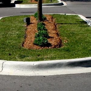 Sod Replacement