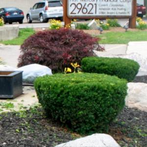 Bush Trimming After Photo