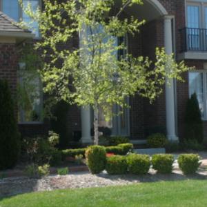 Mulch Before Photo (example 2)