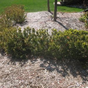 Mulch Photo: Before