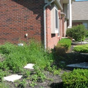 Spring Cleanup Before Photo (example 2)